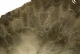 Free-Standing, Petoskey Stone (Fossil Coral) Section - Michigan #322960-1